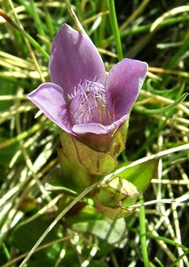 Gentianella campestris (Gentianaceae)  - Gentianelle des champs, Gentiane champêtre - Field Gentian  [Andorre] 01/08/2001 - 2400m