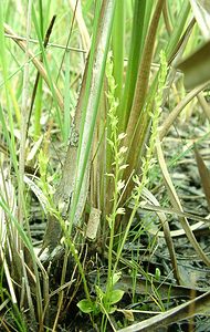 Hammarbya paludosa (Orchidaceae)  - Hammarbya des marais, Malaxis des tourbières, Malaxis à deux feuilles, Malaxide des marais, Malaxis des marais - Bog Orchid Turnhout [Belgique] 18/08/2001 - 30m