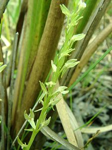 Hammarbya paludosa (Orchidaceae)  - Hammarbya des marais, Malaxis des tourbières, Malaxis à deux feuilles, Malaxide des marais, Malaxis des marais - Bog Orchid Turnhout [Belgique] 18/08/2001 - 30m