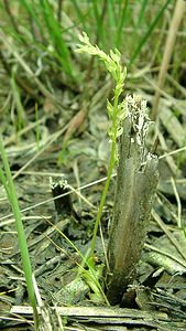 Hammarbya paludosa (Orchidaceae)  - Hammarbya des marais, Malaxis des tourbières, Malaxis à deux feuilles, Malaxide des marais, Malaxis des marais - Bog Orchid Turnhout [Belgique] 18/08/2001 - 30m