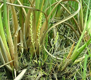 Hammarbya paludosa (Orchidaceae)  - Hammarbya des marais, Malaxis des tourbières, Malaxis à deux feuilles, Malaxide des marais, Malaxis des marais - Bog Orchid Turnhout [Belgique] 18/08/2001 - 30m