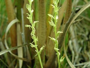 Hammarbya paludosa (Orchidaceae)  - Hammarbya des marais, Malaxis des tourbières, Malaxis à deux feuilles, Malaxide des marais, Malaxis des marais - Bog Orchid Turnhout [Belgique] 18/08/2001 - 30m