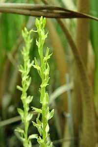 Hammarbya paludosa (Orchidaceae)  - Hammarbya des marais, Malaxis des tourbières, Malaxis à deux feuilles, Malaxide des marais, Malaxis des marais - Bog Orchid Turnhout [Belgique] 18/08/2001 - 30m