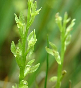 Hammarbya paludosa (Orchidaceae)  - Hammarbya des marais, Malaxis des tourbières, Malaxis à deux feuilles, Malaxide des marais, Malaxis des marais - Bog Orchid Turnhout [Belgique] 18/08/2001 - 30m