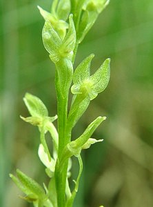 Hammarbya paludosa (Orchidaceae)  - Hammarbya des marais, Malaxis des tourbières, Malaxis à deux feuilles, Malaxide des marais, Malaxis des marais - Bog Orchid Turnhout [Belgique] 18/08/2001 - 30m