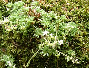 Sedum hirsutum (Crassulaceae)  - Orpin hirsute, Orpin hérissé Gard [France] 03/08/2001 - 1230m