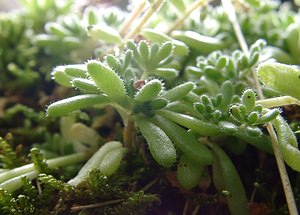 Sedum hirsutum (Crassulaceae)  - Orpin hirsute, Orpin hérissé Gard [France] 03/08/2001 - 1230m