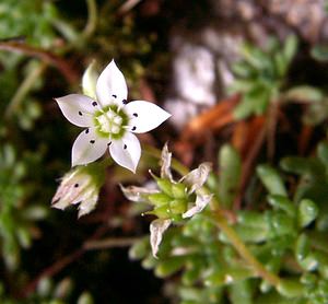 Sedum hirsutum (Crassulaceae)  - Orpin hirsute, Orpin hérissé Gard [France] 03/08/2001 - 1230m