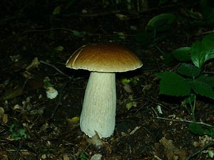 Boletus edulis (Boletaceae)  - Cèpe de Bordeaux, Cèpe du Périgord - Cep, Penny Bun Nord [France] 15/09/2001 - 40m