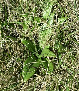 Himantoglossum hircinum (Orchidaceae)  - Himantoglosse bouc, Orchis bouc, Himantoglosse à odeur de bouc - Lizard Orchid Aisne [France] 15/12/2001 - 90m