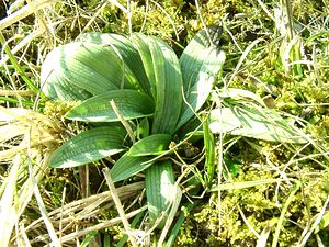 Ophrys fuciflora (Orchidaceae)  - Ophrys bourdon, Ophrys frelon - Late Spider-orchid Aisne [France] 17/02/2002 - 130m