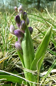 Anacamptis morio (Orchidaceae)  - Anacamptide bouffon, Orchis bouffon Cantal [France] 31/03/2002 - 650m