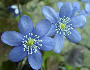 Hepatica nobilis (Ranunculaceae)  - Hépatique à trois lobes, Hépatique noble, Anémone hépatique - Liverleaf Lozere [France] 31/03/2002 - 1020m