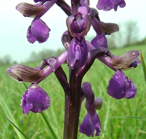 Anacamptis morio (Orchidaceae)  - Anacamptide bouffon, Orchis bouffon Cantal [France] 12/04/2002 - 650m