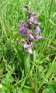 Anacamptis morio (Orchidaceae)  - Anacamptide bouffon, Orchis bouffon Cantal [France] 12/04/2002 - 650m