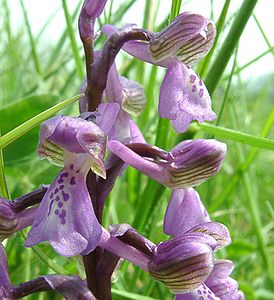 Anacamptis morio (Orchidaceae)  - Anacamptide bouffon, Orchis bouffon Cantal [France] 12/04/2002 - 650m