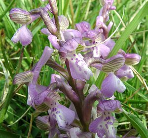 Anacamptis morio (Orchidaceae)  - Anacamptide bouffon, Orchis bouffon Cantal [France] 12/04/2002 - 650m