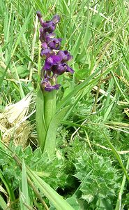 Anacamptis morio (Orchidaceae)  - Anacamptide bouffon, Orchis bouffon Cantal [France] 12/04/2002 - 650m