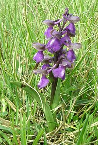 Anacamptis morio (Orchidaceae)  - Anacamptide bouffon, Orchis bouffon Cantal [France] 12/04/2002 - 650m