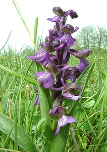 Anacamptis morio (Orchidaceae)  - Anacamptide bouffon, Orchis bouffon Cantal [France] 12/04/2002 - 650m