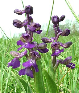 Anacamptis morio (Orchidaceae)  - Anacamptide bouffon, Orchis bouffon Cantal [France] 12/04/2002 - 650m