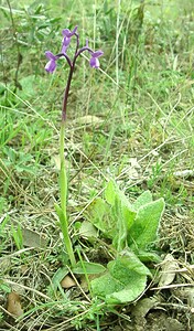 Anacamptis morio subsp. champagneuxii (Orchidaceae)  - Anacamptide de Champagneux, Orchis de Champagneux Var [France] 07/04/2002 - 90m