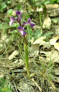 Anacamptis morio subsp. champagneuxii (Orchidaceae)  - Anacamptide de Champagneux, Orchis de Champagneux Var [France] 08/04/2002 - 100m