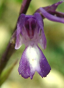 Anacamptis morio subsp. champagneuxii (Orchidaceae)  - Anacamptide de Champagneux, Orchis de Champagneux Var [France] 08/04/2002 - 100m