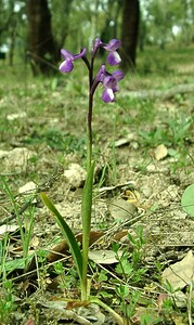 Anacamptis morio subsp. champagneuxii (Orchidaceae)  - Anacamptide de Champagneux, Orchis de Champagneux Var [France] 08/04/2002 - 100m