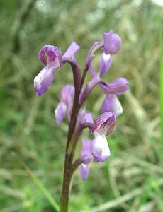 Anacamptis morio subsp. champagneuxii (Orchidaceae)  - Anacamptide de Champagneux, Orchis de Champagneux Var [France] 09/04/2002 - 80m