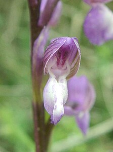 Anacamptis morio subsp. champagneuxii (Orchidaceae)  - Anacamptide de Champagneux, Orchis de Champagneux Var [France] 09/04/2002 - 80m