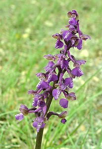 Anacamptis morio subsp. picta (Orchidaceae)  - Anacamptide peinte, Orchis peint Var [France] 08/04/2002 - 120m