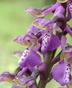 Anacamptis morio subsp. picta (Orchidaceae)  - Anacamptide peinte, Orchis peint Var [France] 08/04/2002 - 120m