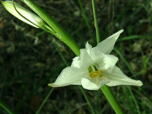 Anthericum liliago (Asparagaceae)  - Phalangère à fleurs de lis, Phalangère petit-lis, Bâton de Saint Joseph, Anthéricum à fleurs de Lis Var [France] 08/04/2002 - 100m