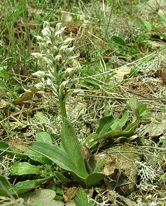 Neotinea lactea (Orchidaceae)  - Néotinée lactée, Orchis laiteux, Orchis lacté Var [France] 08/04/2002 - 130m