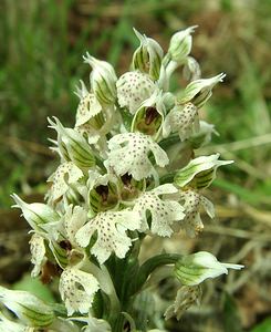 Neotinea lactea (Orchidaceae)  - Néotinée lactée, Orchis laiteux, Orchis lacté Var [France] 08/04/2002 - 130m