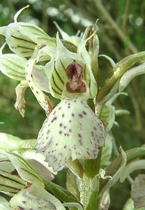 Neotinea lactea (Orchidaceae)  - Néotinée lactée, Orchis laiteux, Orchis lacté Var [France] 08/04/2002 - 130m