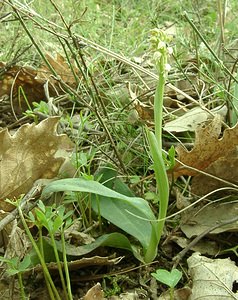 Neotinea maculata (Orchidaceae)  - Néotinée maculée, Orchis maculé - Dense-flowered Orchid Var [France] 08/04/2002 - 120m