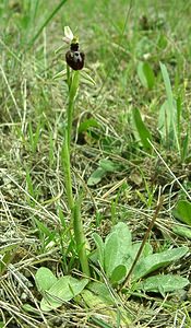 Ophrys arachnitiformis (Orchidaceae)  - Ophrys à forme d'araignée, Ophrys en forme d'araignée, Ophrys arachnitiforme, Ophrys brillant Var [France] 07/04/2002 - 150m