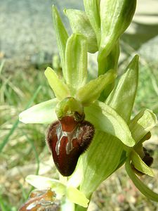 Ophrys aranifera (Orchidaceae)  - Ophrys araignée, Oiseau-coquet - Early Spider-orchid Lozere [France] 01/04/2002 - 460m