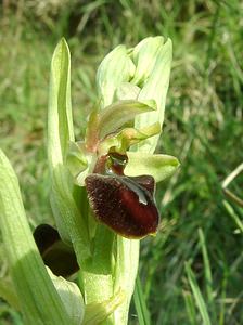 Ophrys aranifera (Orchidaceae)  - Ophrys araignée, Oiseau-coquet - Early Spider-orchid Lozere [France] 01/04/2002 - 460m