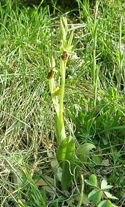 Ophrys aranifera (Orchidaceae)  - Ophrys araignée, Oiseau-coquet - Early Spider-orchid Lozere [France] 01/04/2002 - 460m