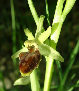 Ophrys aranifera (Orchidaceae)  - Ophrys araignée, Oiseau-coquet - Early Spider-orchid Lozere [France] 01/04/2002 - 460m
