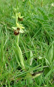 Ophrys aranifera (Orchidaceae)  - Ophrys araignée, Oiseau-coquet - Early Spider-orchid Pas-de-Calais [France] 20/04/2002 - 90m