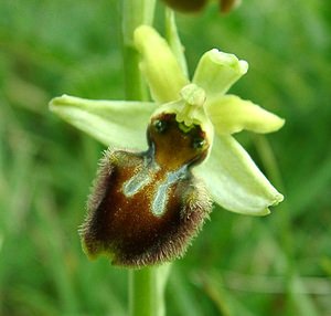 Ophrys aranifera (Orchidaceae)  - Ophrys araignée, Oiseau-coquet - Early Spider-orchid Pas-de-Calais [France] 20/04/2002 - 90m