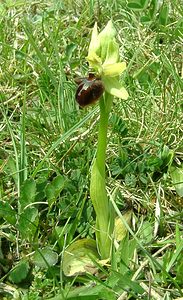 Ophrys aranifera (Orchidaceae)  - Ophrys araignée, Oiseau-coquet - Early Spider-orchid Pas-de-Calais [France] 20/04/2002 - 90m