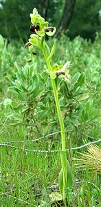 Ophrys fusca (Orchidaceae)  - Ophrys brun Bouches-du-Rhone [France] 01/04/2002 - 110m