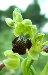 Ophrys fusca (Orchidaceae)  - Ophrys brun Bouches-du-Rhone [France] 01/04/2002 - 110m