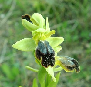 Ophrys fusca (Orchidaceae)  - Ophrys brun Bouches-du-Rhone [France] 01/04/2002 - 110m