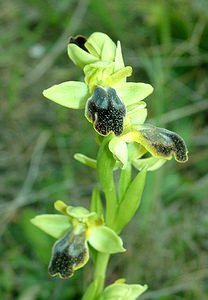 Ophrys fusca (Orchidaceae)  - Ophrys brun Bouches-du-Rhone [France] 01/04/2002 - 110m